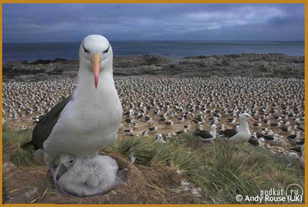   Shell wildlife photographer