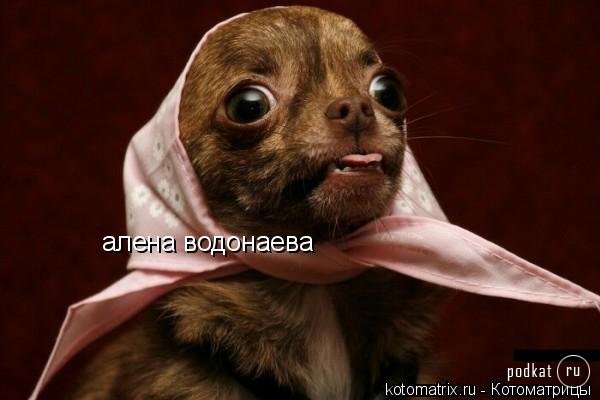 Котоматрица Котоматрица