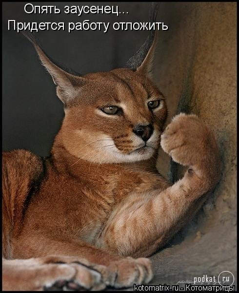 Котоматрица Котоматрица