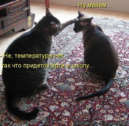 Котоматрица Котоматрица