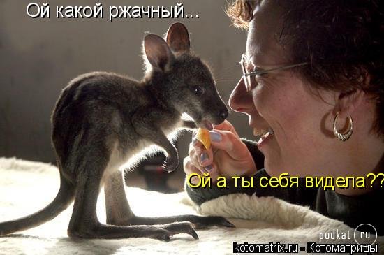 Котоматрица Котоматрица