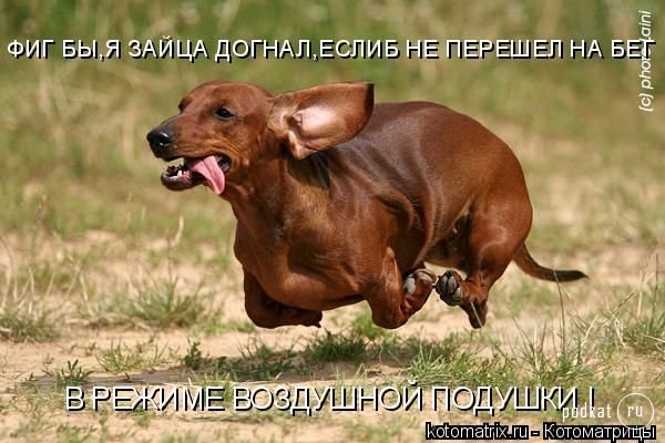 Котоматрица Котоматрица