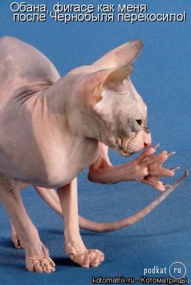 Котоматрица Котоматрица