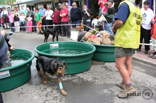     Hunterville Huntaway Festival