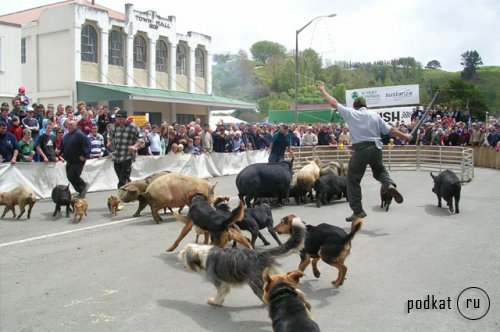     Hunterville Huntaway Festival