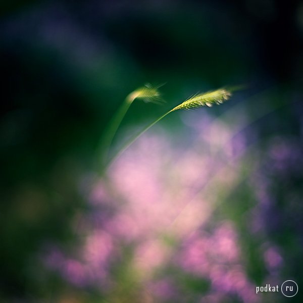  Ebru Sidar