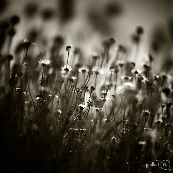  Ebru Sidar