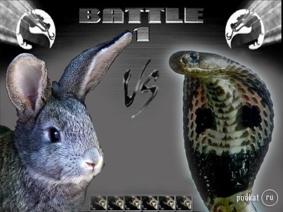 Rabbit vs Snake