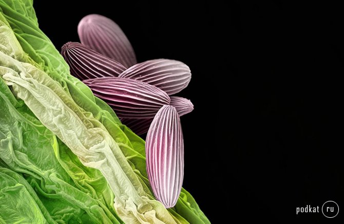 Пыльца под микроскопом... Фотограф Martin Oeggerli
