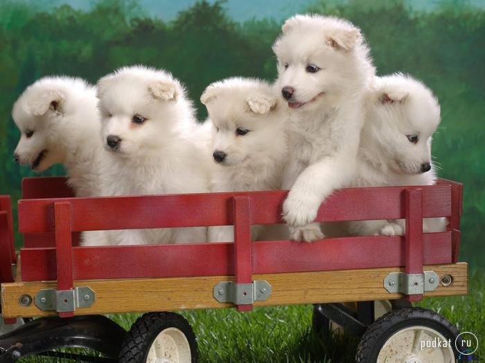 Puppies)