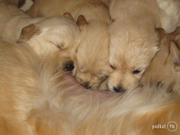 Puppies)