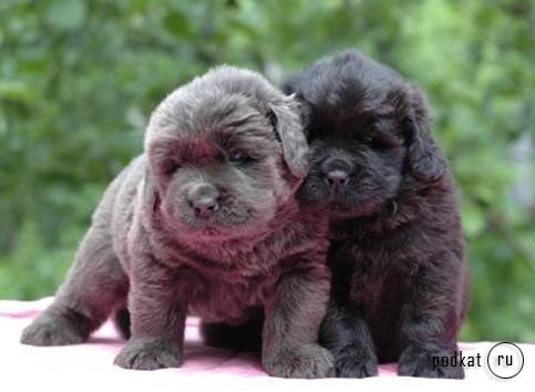 Puppies)