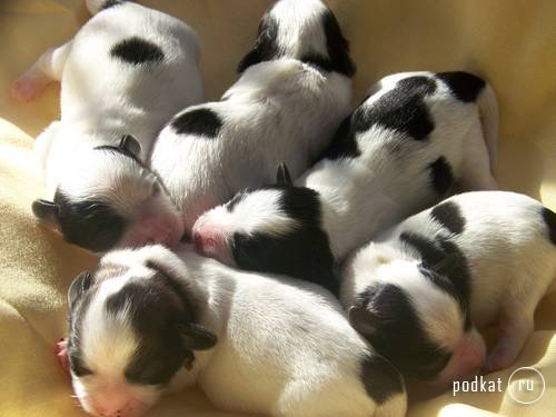 Puppies)