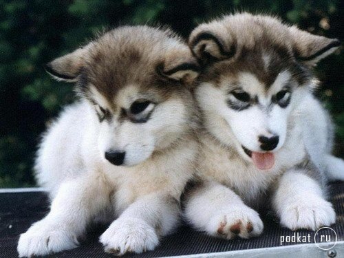 Puppies)