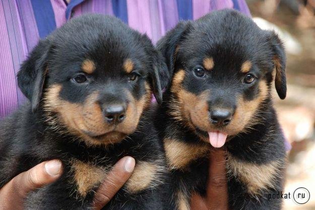 Puppies)