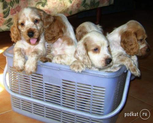 Puppies)