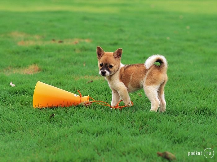 Puppies)