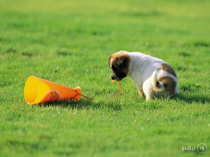 Puppies)