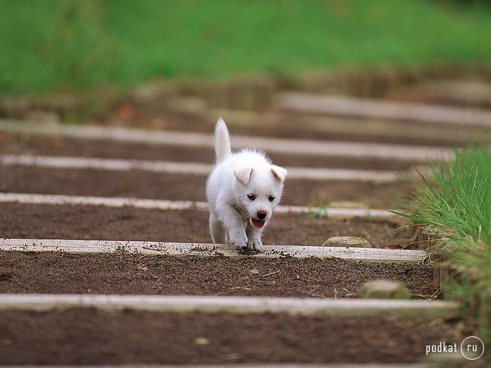 Puppies)