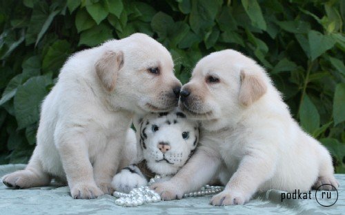 Puppies)