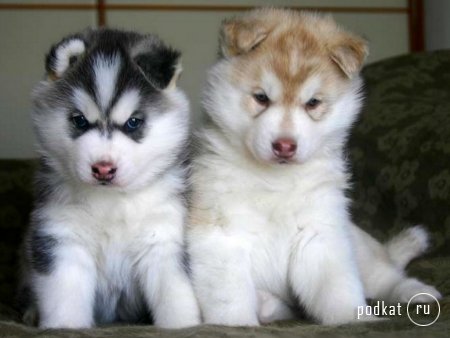 Puppies)