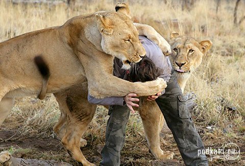 Kevin Richardson (Lion Man)