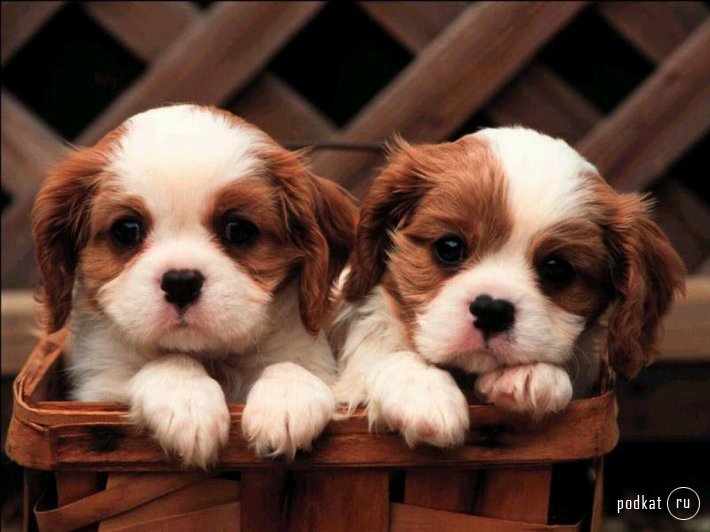 Puppies)