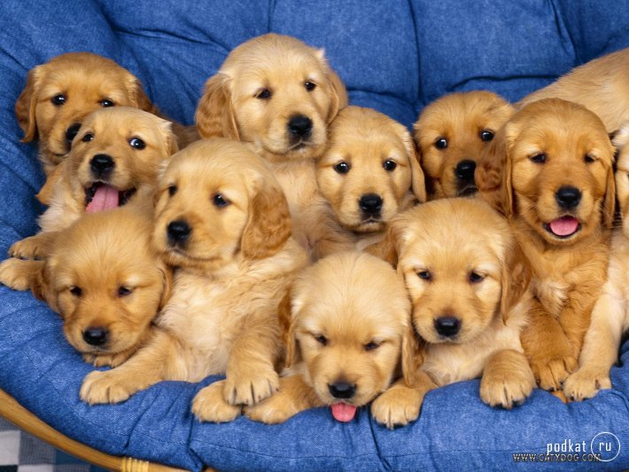 Puppies)