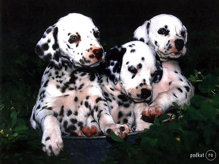 Puppies)