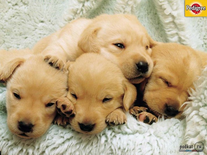 Puppies)