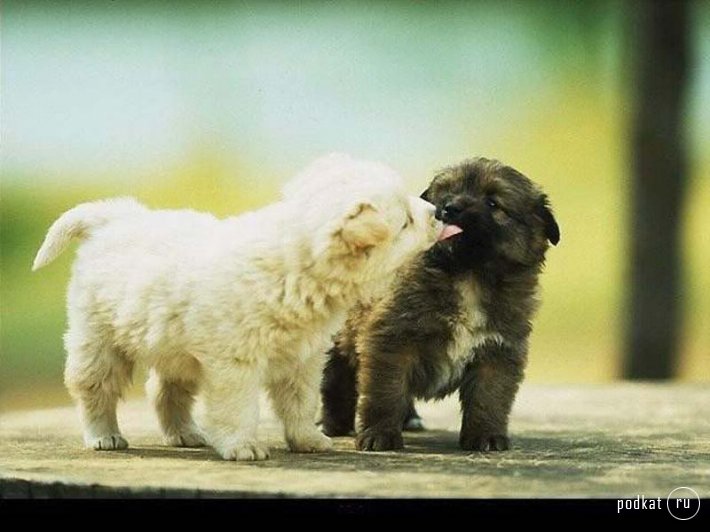 Puppies)