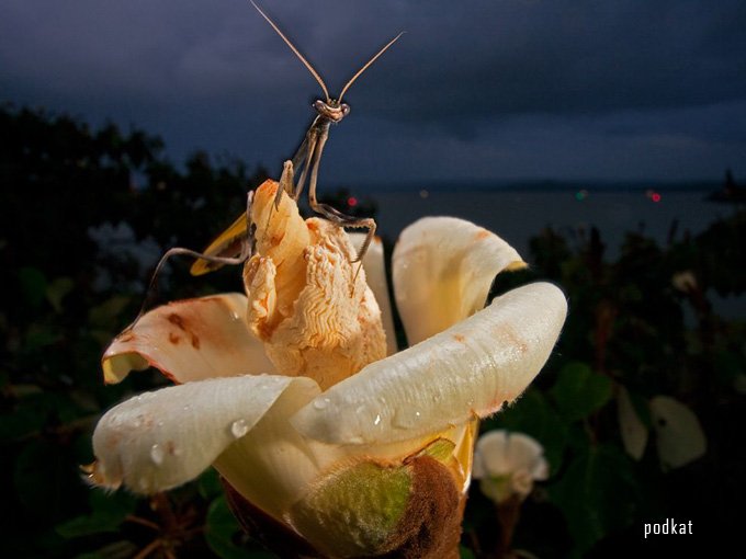   National Geographic .10