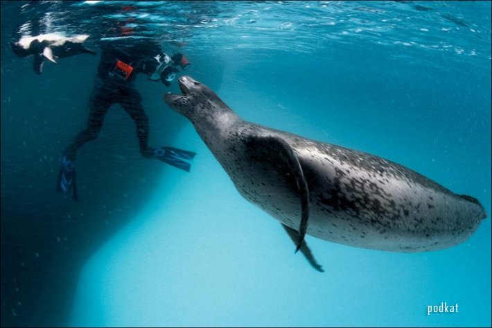  Paul Nicklen.  .   