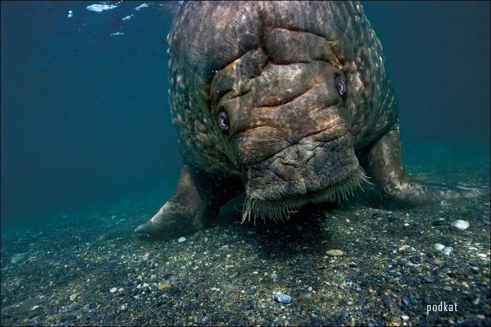  Paul Nicklen.  .   