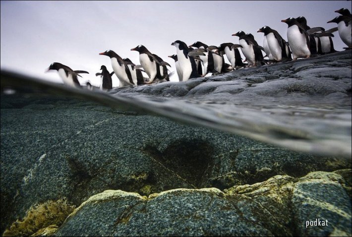  Paul Nicklen.  .   