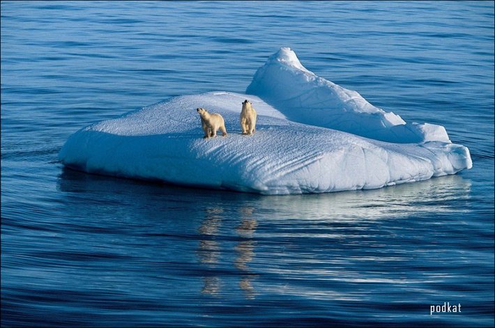  Paul Nicklen.  .   