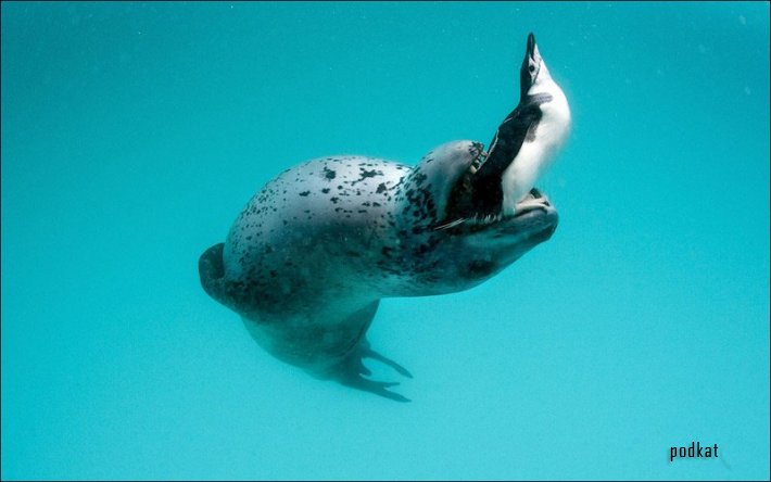  Paul Nicklen.  .   