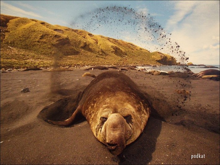  Paul Nicklen.  .   