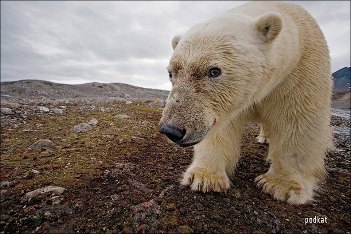  Paul Nicklen.  .   