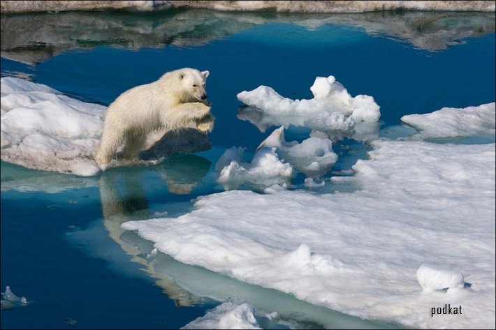  Paul Nicklen.  .   