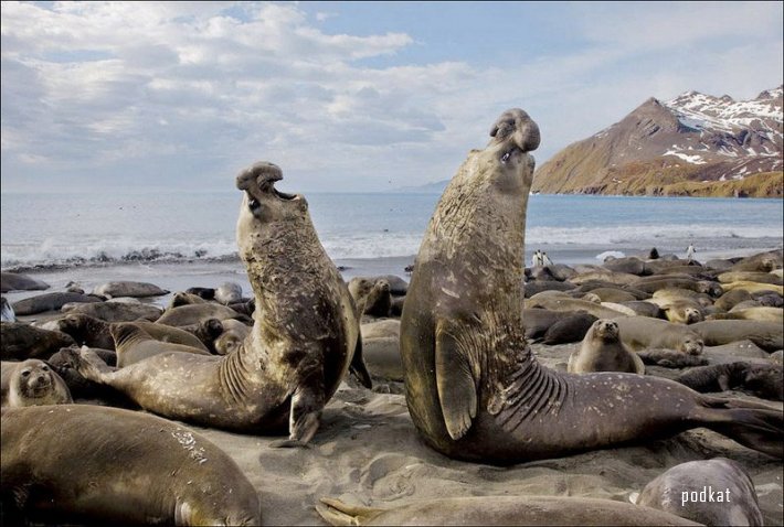  Paul Nicklen.  .   