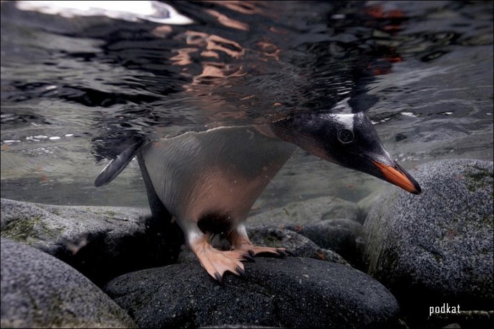  Paul Nicklen.  .   