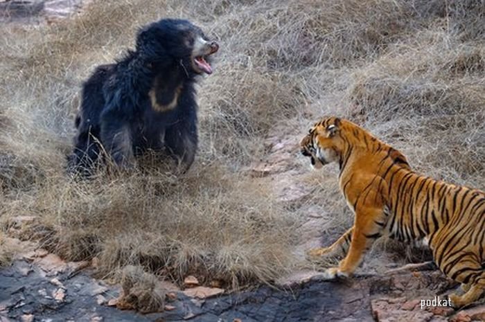 Медведица против тигра