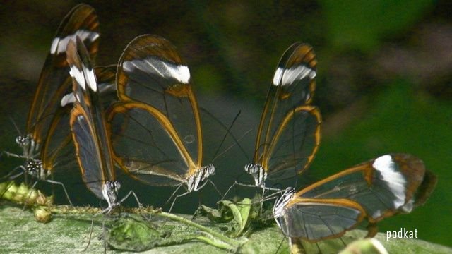Удивительные и необычные бабочки