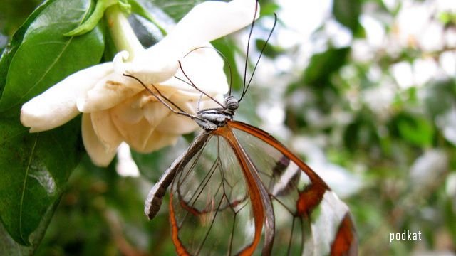 Удивительные и необычные бабочки