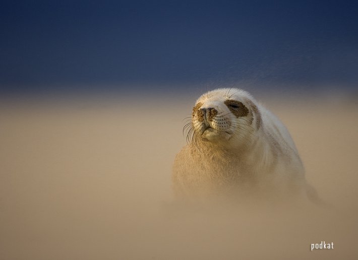      British Wildlife Photography