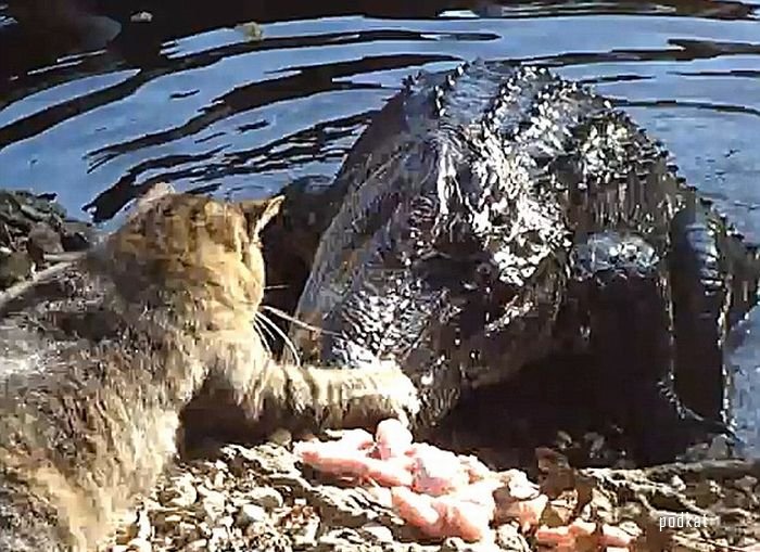 Кот против аллигатора (4 фото + видео)