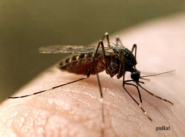 Укус комара уже не просто неприятность