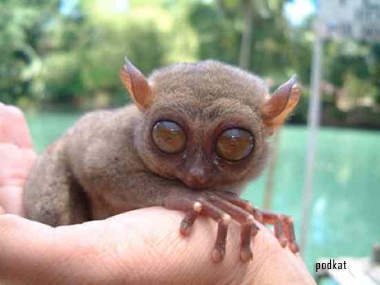 10 животных с невероятными глазами