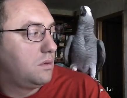 Говорящий попугай Григорий